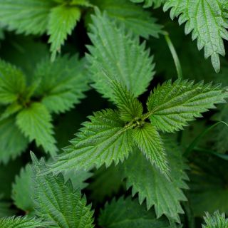 Ekstrakt z liści pokrzywy